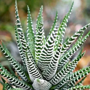 Haworthia Succulent Plant Live, 2 Inc Pot, Succulent Plant for Planting Garden Indoor Office Desk Decoration Plant Lover Gift - Haworthia Zebra