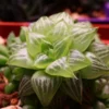 Rare Haworthia Succulent Plant, Live Houseplant for Indoor Outdoor, for Planting and Decoration, 3 Inch Pot- Haworthia Retusa