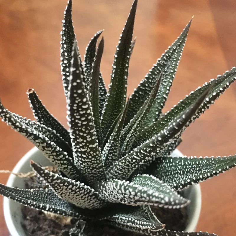 Rare Haworthia Succulent Plant, Live Houseplant Garden Indoor Office Desk Decoration Plant Lover Gift, 3 Inch Pot- Black Haworthia Aloe