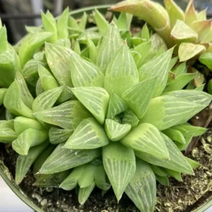 Haworthia Succulent Plant Live, 2 Inc Pot, Succulent Plant for Planting Indoor Outdoor, Houseplant Decor