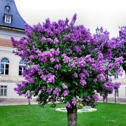 Fresh Seeds - 20 Common Lilac Purple Flower Tree Seeds Fragrant Perennial Garden Plant