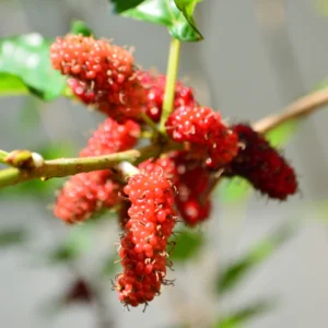 5 Red Mulberry Trees Live Plants, 12-18 Inch Tall Mulberry Bush Bareroots Seedlings