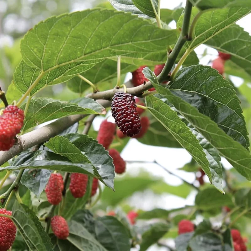 5 Red Mulberry Trees Live Plants, 12-18 Inch Tall Mulberry Bush Bareroots Seedlings