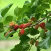 5 Red Mulberry Trees Live Plants, 12-18 Inch Tall Mulberry Bush Bareroots Seedlings