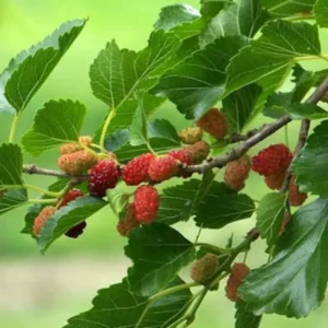 5 Red Mulberry Trees Live Plants, 12-18 Inch Tall Mulberry Bush Bareroots Seedlings