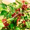 5 Red Mulberry Trees Live Plants, 12-18 Inch Tall Mulberry Bush Bareroots Seedlings