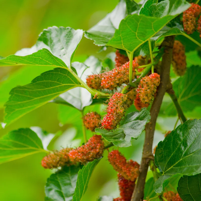5 Red Mulberry Trees Live Plants, 12-18 Inch Tall Seedlings, Bareroot Mulberry Bushes for Planting
