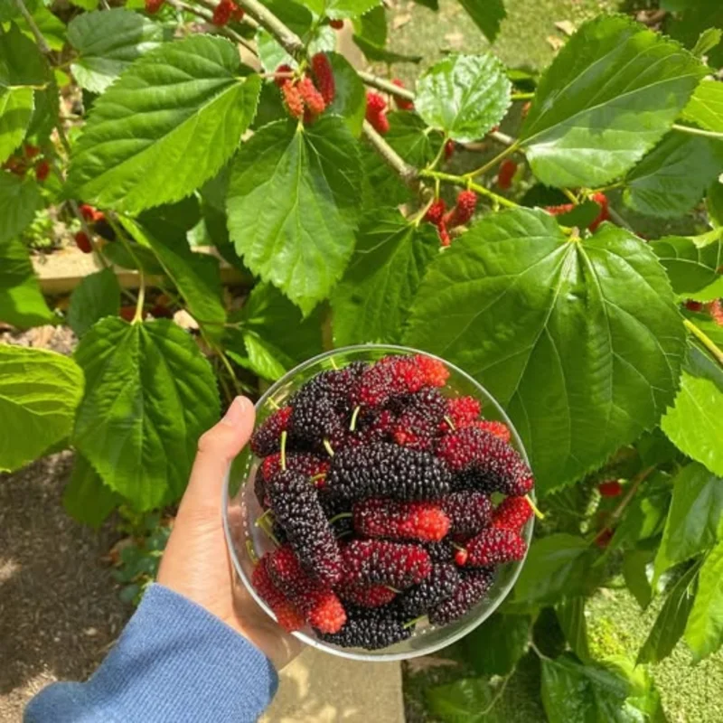 5-Pack Red Mulberry Tree Seedlings, 12-24 Inch Tall, Bareroot Mulberry Trees for Home Gardens