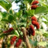2 Red Mulberry Tree Bareroot Seedlings, 2 Feet Tall Mulberry Live Plants for Outdoor Planting