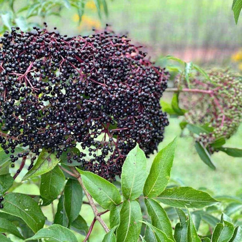 Black Elderberry Plant Live For Planting, 8-15 Inc Tall, In Quart Pot, American Elderberry Bush Live Plant, Elderberry Tree