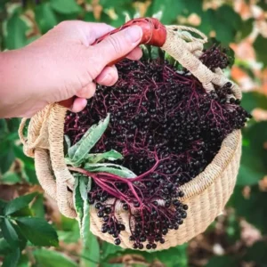 Black Elderberry Plant Live For Planting, 8-15 Inc Tall, In Quart Pot, American Elderberry Bush Live Plant, Elderberry Tree