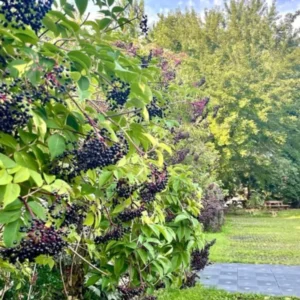 Black Elderberry Plant Live For Planting, 8-15 Inc Tall, In Quart Pot, American Elderberry Bush Live Plant, Elderberry Tree