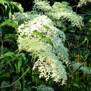 Black Elderberry Plant Live For Planting, 8-15 Inc Tall, In Quart Pot, American Elderberry Bush Live Plant, Elderberry Tree