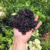 Black Elderberry Plant Live, 8-15 Inch Tall, American Elderberry Bush Live Plant in Quart Pot for Planting
