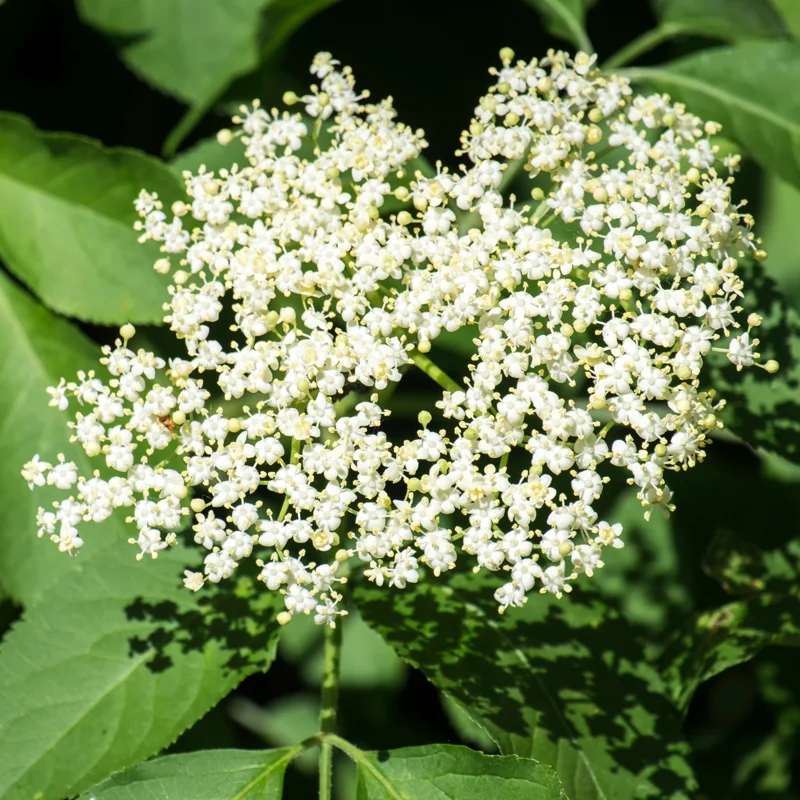 Black Elderberry Plant Live, 8-15 Inch Tall, American Elderberry Bush Live Plant in Quart Pot for Planting