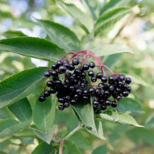 Black Elderberry Plant Live, 8-15 Inch Tall, American Elderberry Bush Live Plant in Quart Pot for Planting