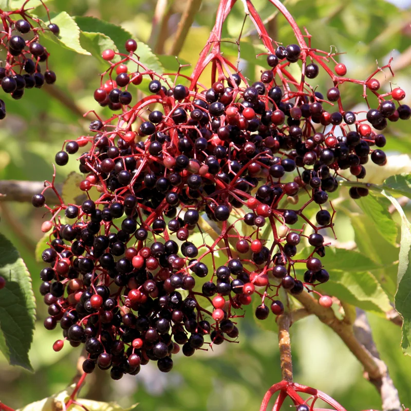 American Elderberry Plant Live, Black Elderberry Tree Live Plant in Quart Pot, 8-15 Inch Tall, Sweet Elderberry Bush