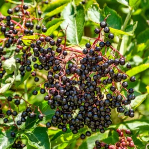 American Elderberry Plant Live, Black Elderberry Tree Live Plant in Quart Pot, 8-15 Inch Tall, Sweet Elderberry Bush