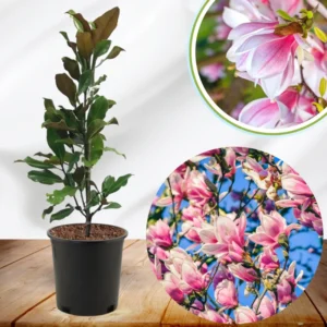 Magnolia Tree Live Plant, 6-12 Inc Tall, Magnolia Plant Live, In 2.5 Inc Pot, Magnolia Flowers Bush Shrub, Magnolia Seedling