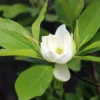 Magnolia Tree Live Plant, 8-14 Inch Tall, Beautiful Magnolia Plant in Quart Pot for Gardens and Yards, Magnolia Flowers
