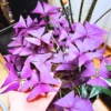 2 Oxalis Triangularis, Purple Shamrock Plant Live Bareroot, Oxalis Triangularis Purple, Live Houseplants