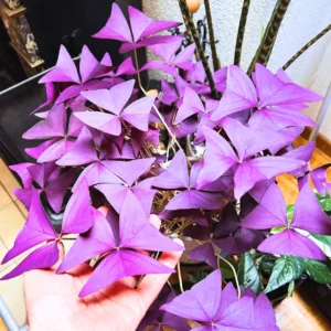 2 Oxalis Triangularis, Purple Shamrock Plant Live Bareroot, Oxalis Triangularis Purple, Live Houseplants