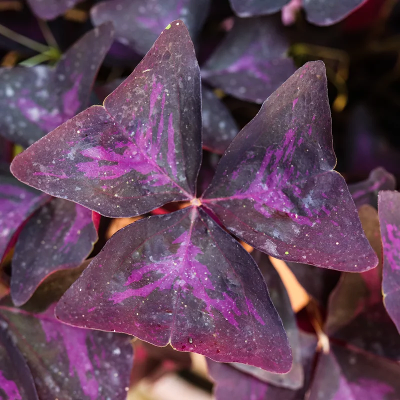 Shamrock Plant, Oxalis Live Plant, Live Purple Shamrock, Oxalis Triangularis Plant No Pot, Indoor Plant Live Houseplants