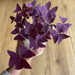 3 Oxalis Triangularis Live Plant, Purple Shamrock Plant, Oxalis Triangularis Live, Plant Live Houseplants
