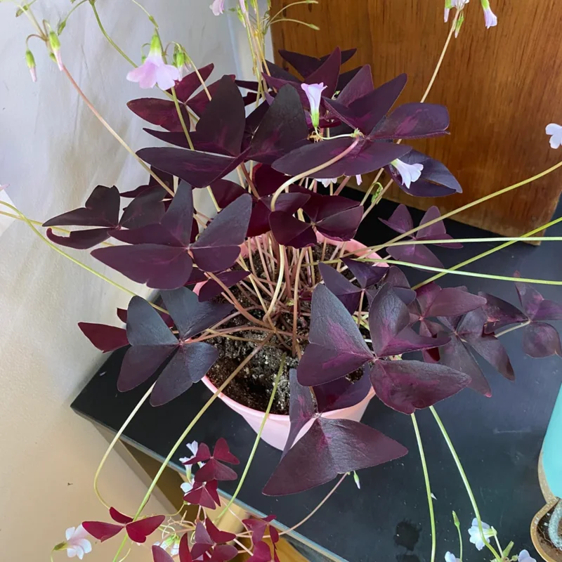 3 Oxalis Triangularis Live Plant, Purple Shamrock Plant, Oxalis Triangularis Live, Plant Live Houseplants