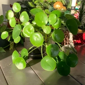 2 Pilea Peperomioides Plants Live, House Plants Indoors Live 4 Inches Bareroot, Indoor Plants Live For Houseplant, Live Ornamental Plants