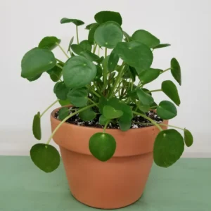 Pilea Peperomioides Plant, House Plant 4 To 5 Iches No Pot, Pilea Peperomioides Starter, House Plant Indoors Live