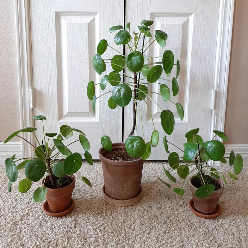Pilea Peperomioides Plant, House Plant 4 To 5 Iches No Pot, Pilea Peperomioides Starter, House Plant Indoors Live