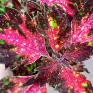 Coleus Plant Live Potted, Rare Coleus Flowers Houseplant, In 4 Inc Pot, Coleus Live Plant For Planting Outdoors
