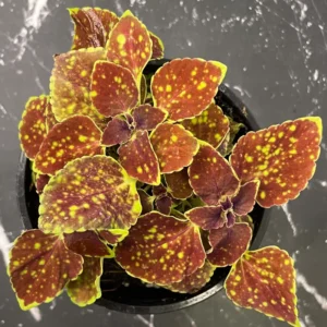 Coleus Live Plant with Rare Flowers - Coleus Plant Live Potted in 4 Inch Pot, Ideal for Both Indoor and Outdoor Gardens