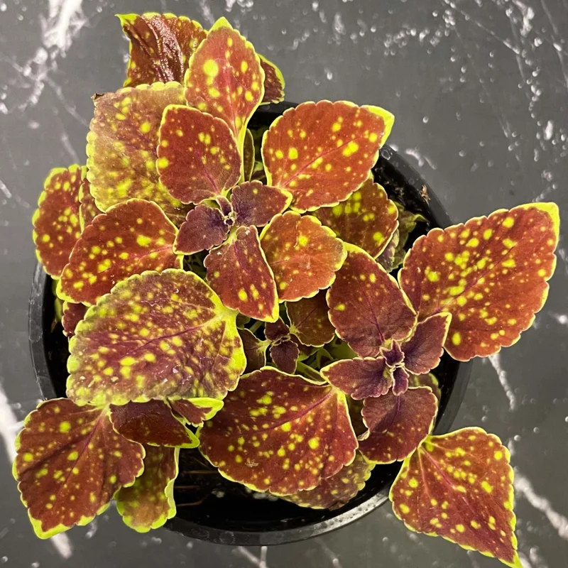 Coleus Live Plant with Rare Flowers - Coleus Plant Live Potted in 4 Inch Pot, Ideal for Both Indoor and Outdoor Gardens
