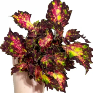 Rare Coleus Plant Live Houseplant, In 4 Inch Pot, Stunning Coleus Flowers Plant for Outdoor Gardens Home Decoration
