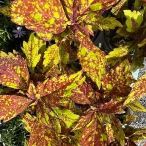 Rare Coleus Plant Live Houseplant, In 4 Inch Pot, Stunning Coleus Flowers Plant for Outdoor Gardens Home Decoration