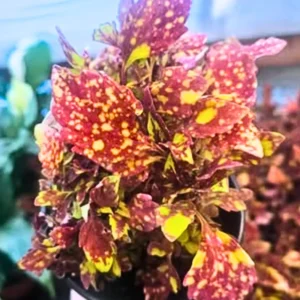 Rare Coleus Plant Live Houseplant, In 4 Inch Pot, Stunning Coleus Flowers Plant for Outdoor Gardens Home Decoration