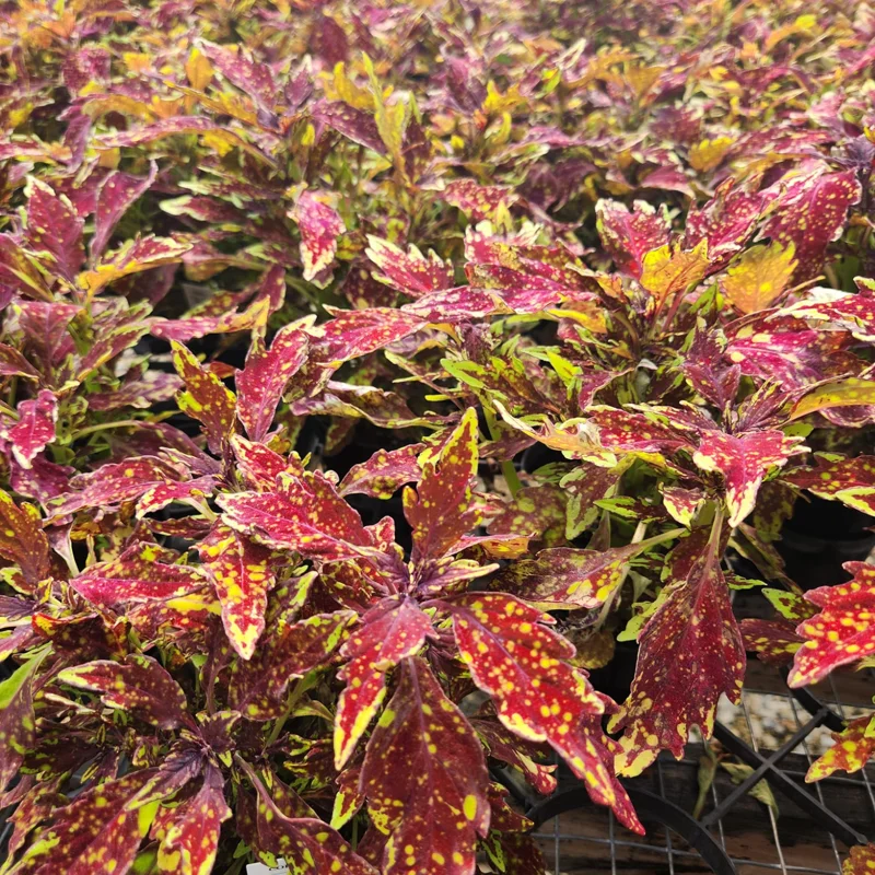 Coleus Live Plant with Rare Flowers - Coleus Plant Live Potted in 4 Inch Pot, Ideal for Both Indoor and Outdoor Gardens