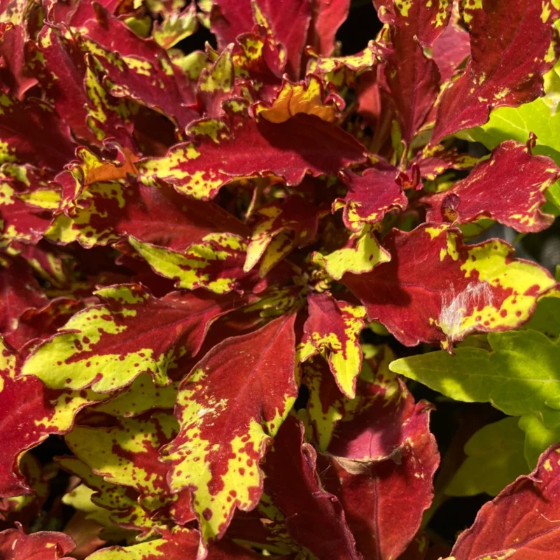 Coleus Live Plant with Rare Flowers - Coleus Plant Live Potted in 4 Inch Pot, Ideal for Both Indoor and Outdoor Gardens