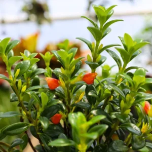 Goldfish Plant Live Houseplants Great For Hanging Basket, Goldfish Live Plant In 2 Inc Pot