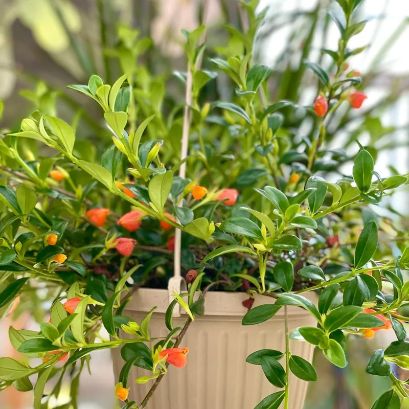 Goldfish Plant Live Houseplants Great For Hanging Basket, Goldfish Live Plant In 2 Inc Pot