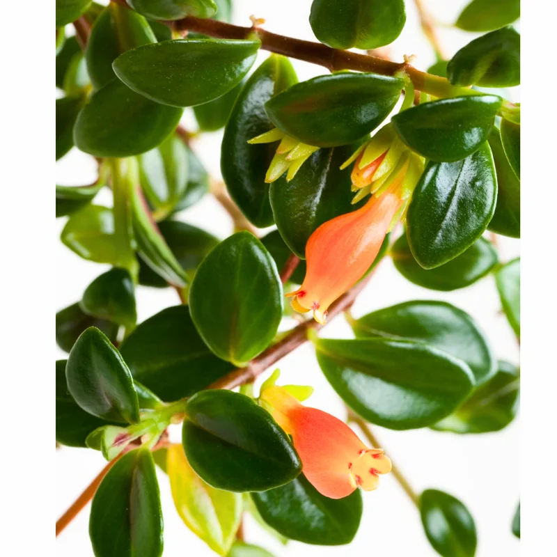 Goldfish Plant Live Houseplant for Hanging Baskets, 2-Inch Pot Goldfish Vine for Indoor Decoration, Goldfish Live Plant