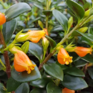 Goldfish Plant Live Houseplants Great For Hanging Basket, Goldfish Live Plant In 2 Inc Pot