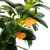 Goldfish Plant Live Houseplant for Hanging Baskets, 2-Inch Pot Goldfish Vine for Indoor Decoration, Goldfish Live Plant