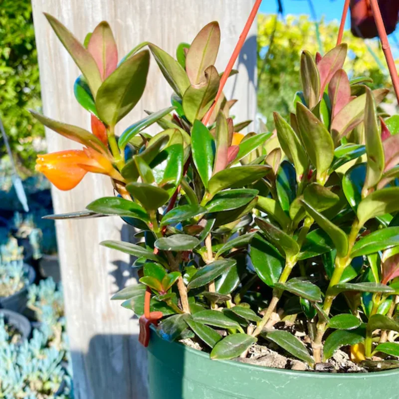 Goldfish Plant Live for Hanging Baskets, Indoor Houseplant in 4-Inch Pot, Ornamental Goldfish Vine