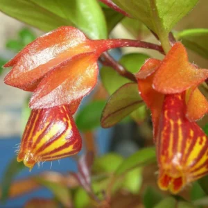 Goldfish Vine Live Plant in 4-Inch Pot, Goldfish Plant Live Stunning Hanging Basket Houseplant for Indoor Spaces