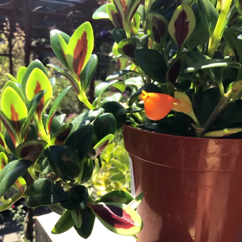 Goldfish Vine Live Plant in 4-Inch Pot, Goldfish Plant Live Stunning Hanging Basket Houseplant for Indoor Spaces