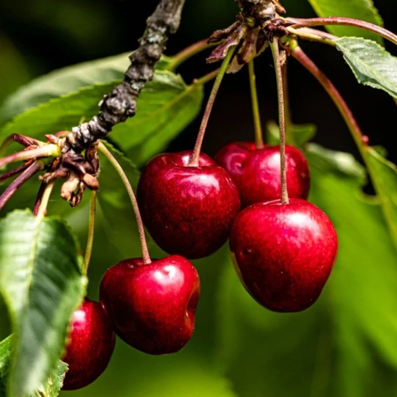 2 Wild Cherry Fruit Tree Seedlings, 1-2 Feet Tall, Sweet Cherry Plants Live for Outdoor Planting, No Ship To CA