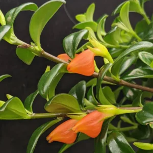 Goldfish Vine Live Plant in 4-Inch Pot, Goldfish Plant Live Stunning Hanging Basket Houseplant for Indoor Spaces